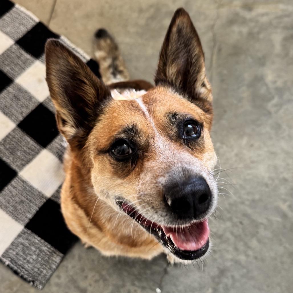 Enlarge Camilla, a Adoptable mixed breed in Chicago, IL image 3/6