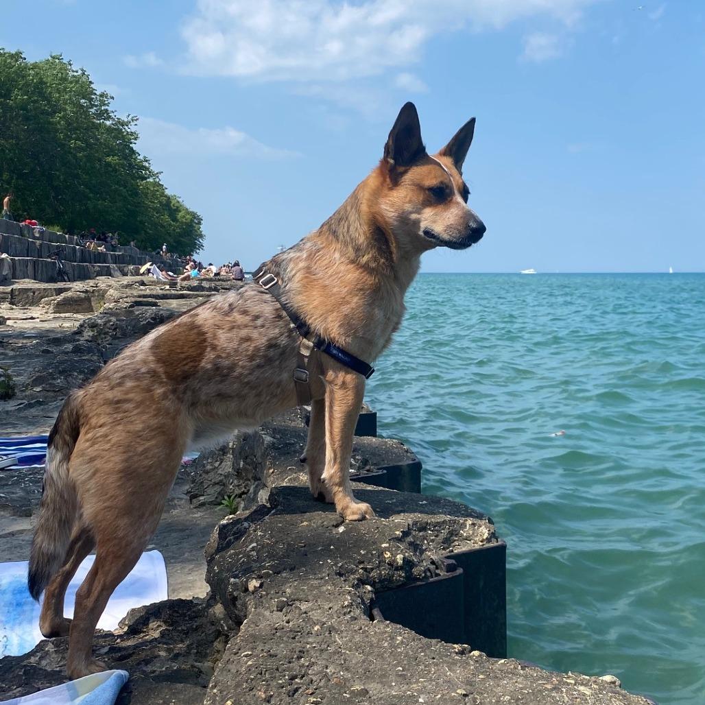 Enlarge Camilla, a Adoptable mixed breed in Chicago, IL image 4/6