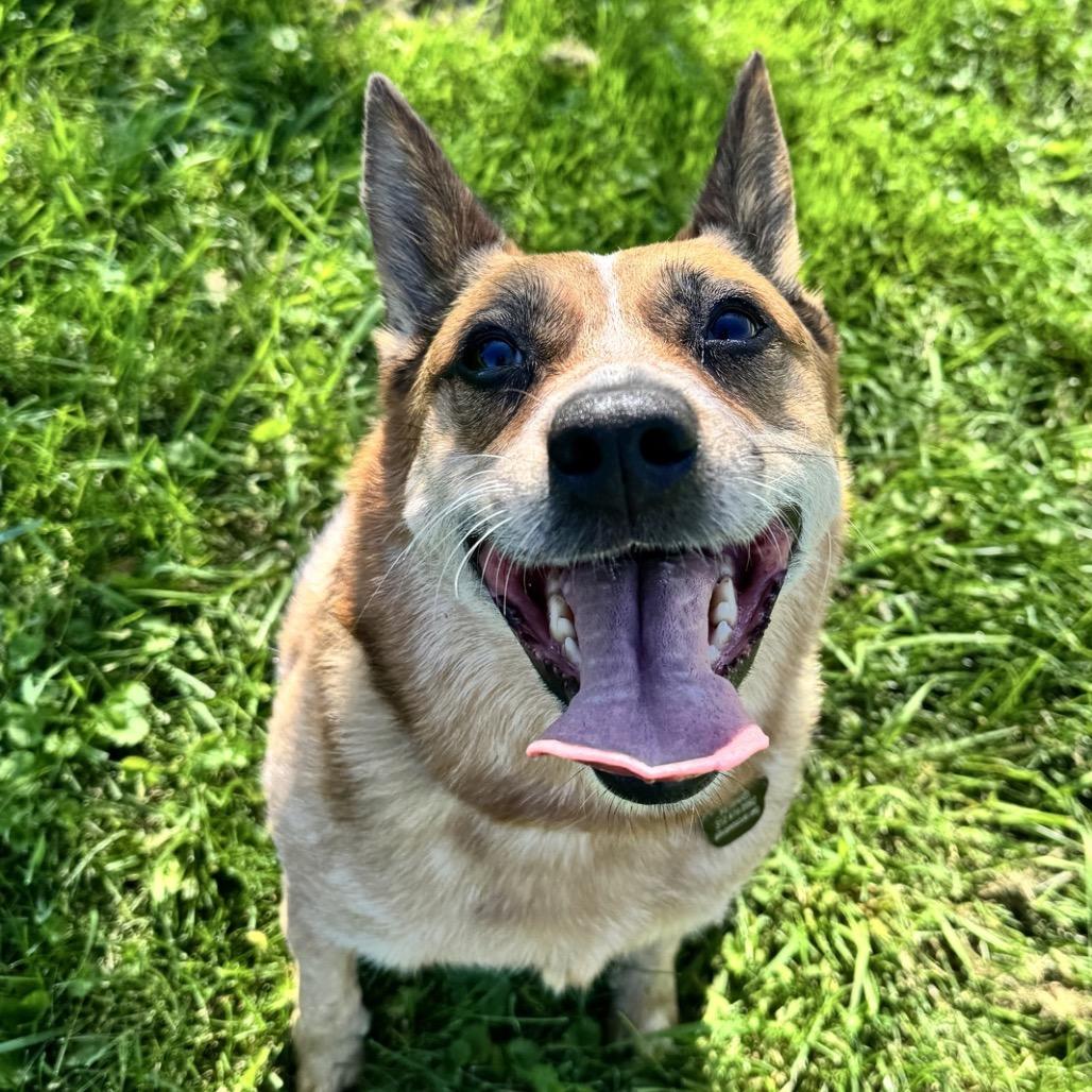 Enlarge Camilla, a Adoptable mixed breed in Chicago, IL image 5/6