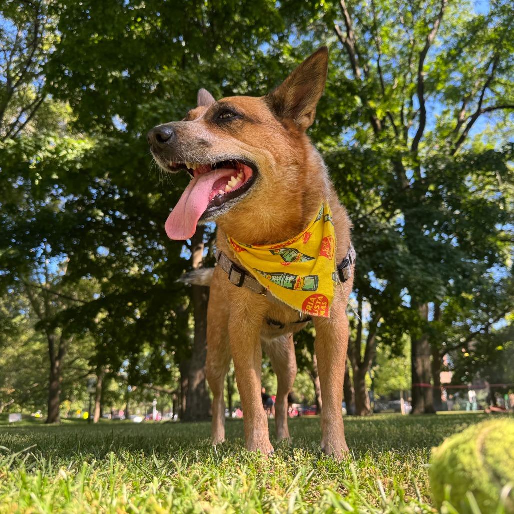 Enlarge Camilla, a Adoptable mixed breed in Chicago, IL image 6/6
