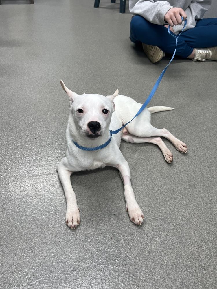 Enlarge Geo, a Adoptable mixed breed in Willingboro, NJ image 1/5