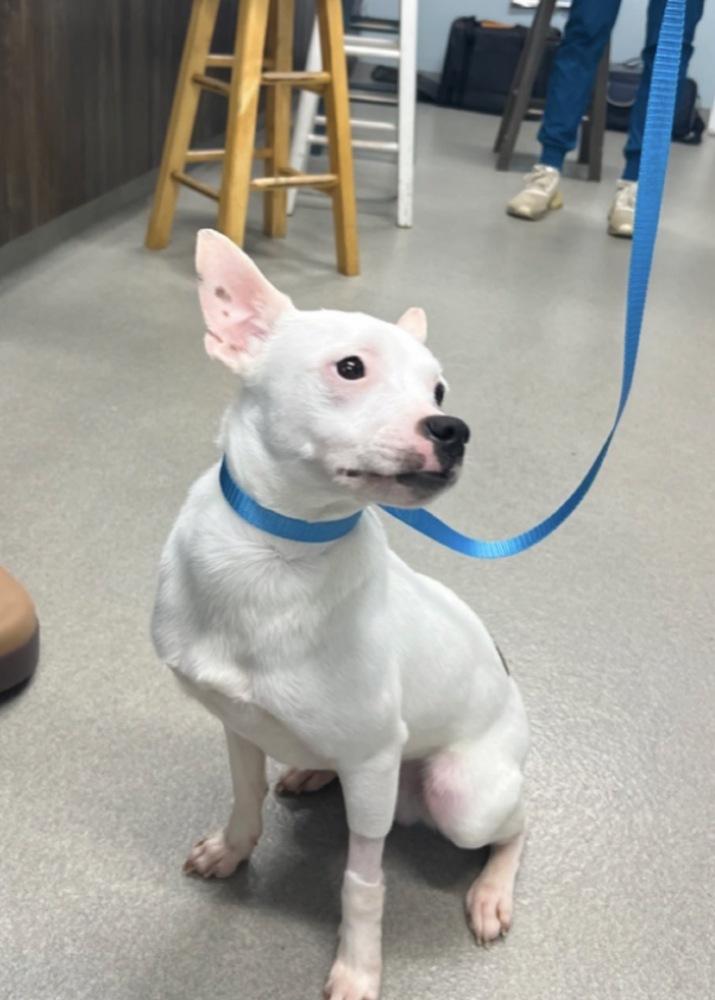 Enlarge Geo, a Adoptable mixed breed in Willingboro, NJ image 2/5