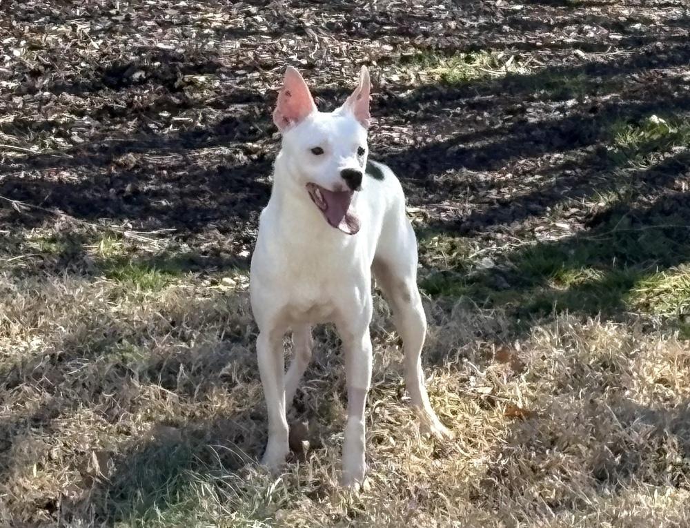 Enlarge Geo, a Adoptable mixed breed in Willingboro, NJ image 4/5