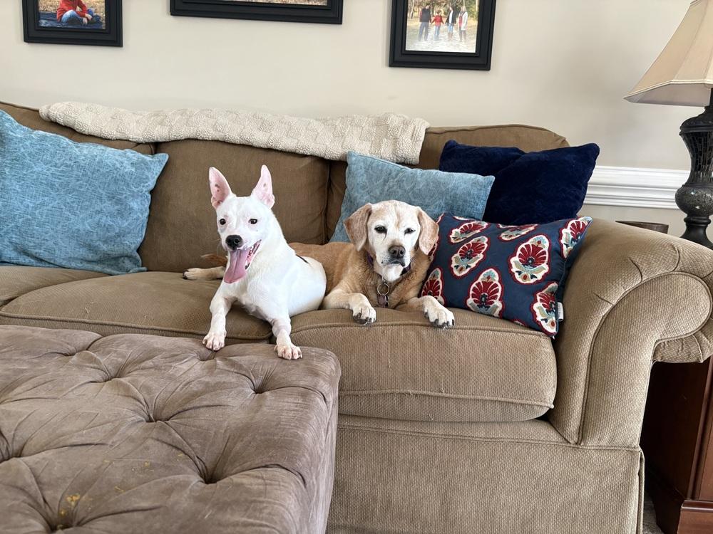 Enlarge Geo, a Adoptable mixed breed in Willingboro, NJ image 5/5