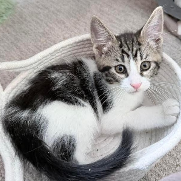 Blizzard, an adopted Tabby in Kentwood, MI image 1/6