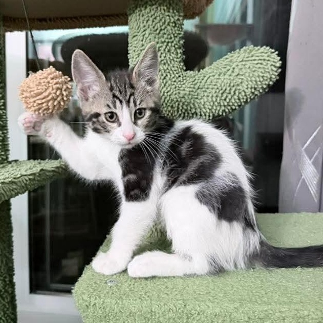 Blizzard, an adopted Tabby in Kentwood, MI image 2/6