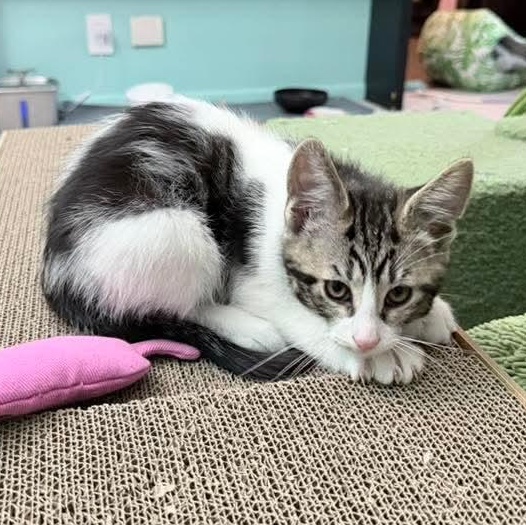 Blizzard, an adopted Tabby in Kentwood, MI image 4/6