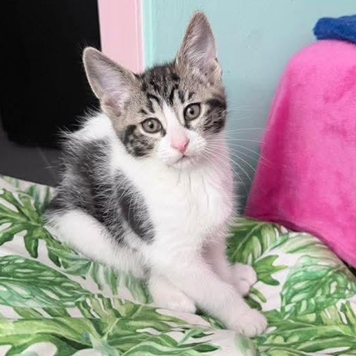 Blizzard, an adopted Tabby in Kentwood, MI image 5/6