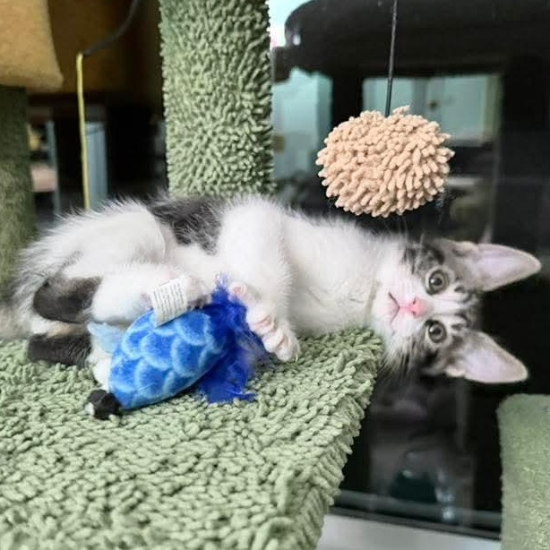 Blizzard, an adopted Tabby in Kentwood, MI image 6/6