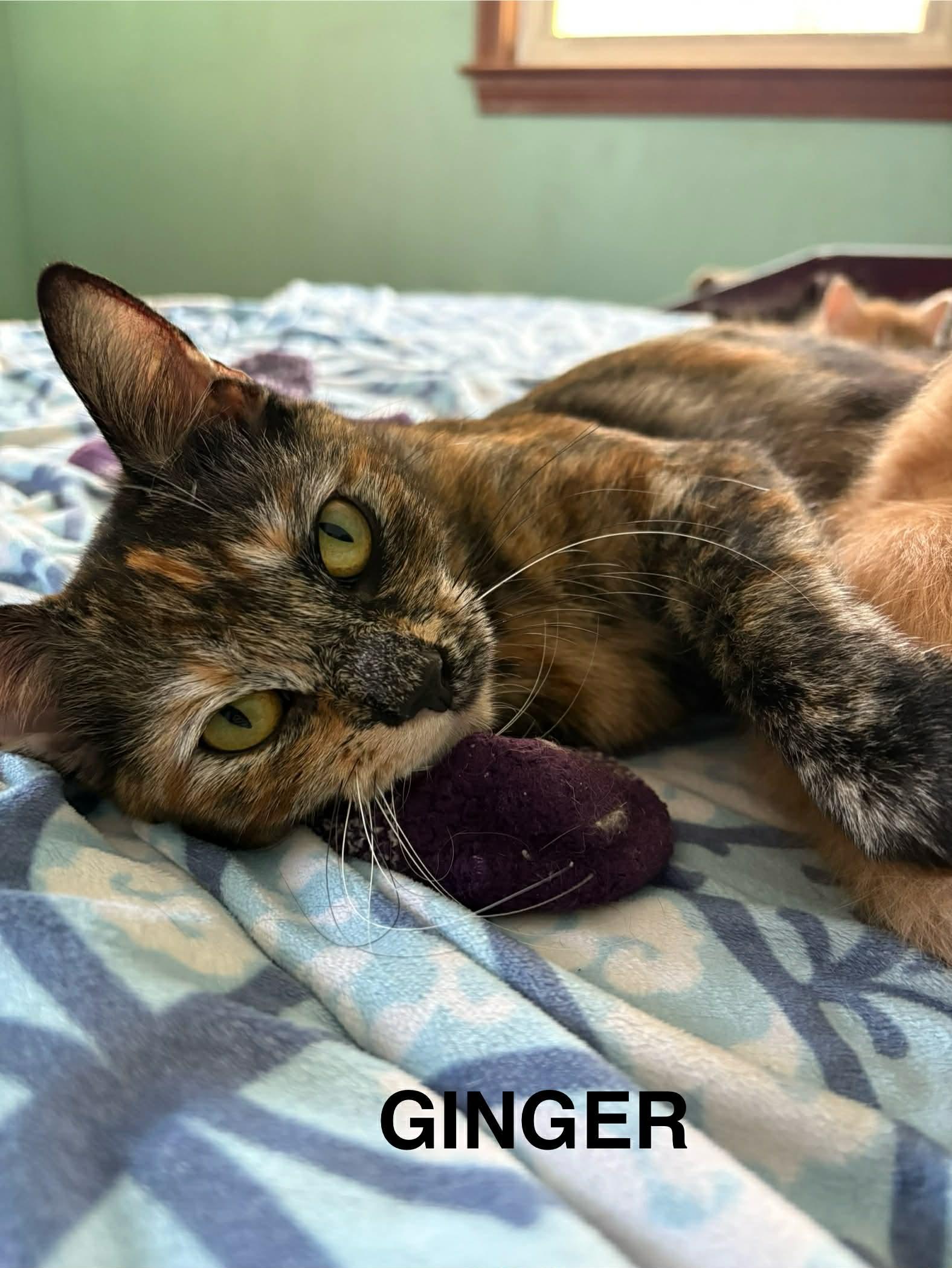 Enlarge Ginger, a ADOPTABLE Domestic Short Hair in Westfield, MA image 1/1
