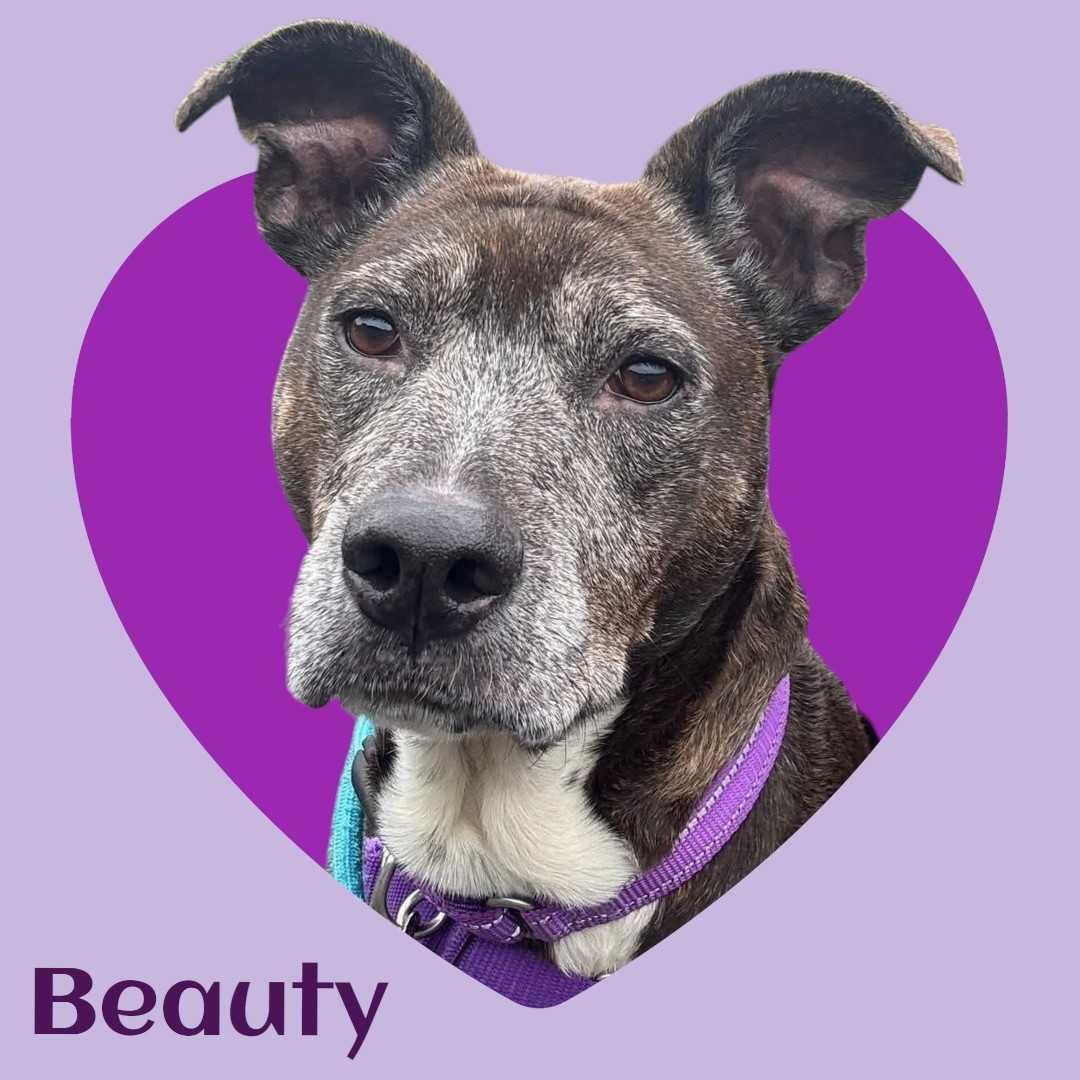 Enlarge Beauty, a ADOPTABLE mixed breed in Manchester, NH image 1/1