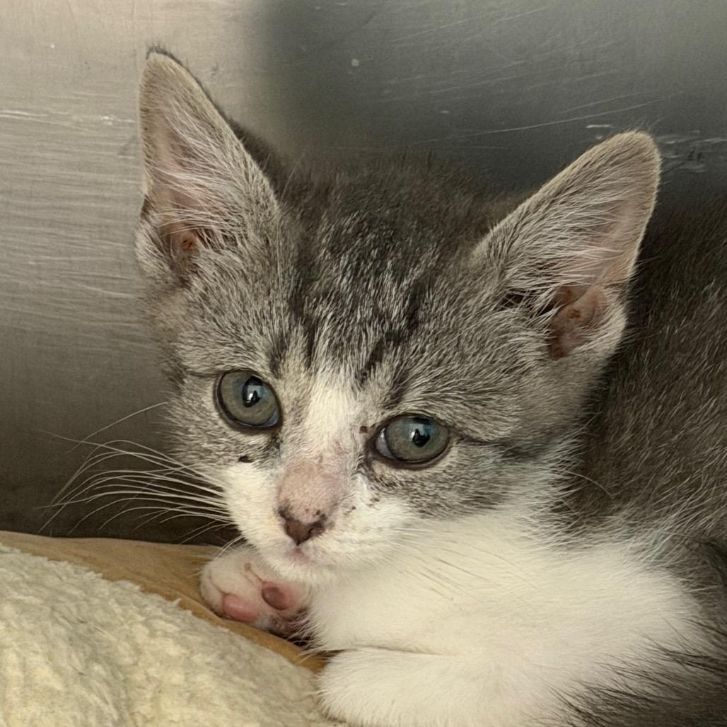 Enlarge Ravioli, a Adoptable Domestic Short Hair in Troy, VA image 1/1