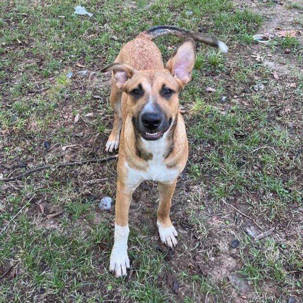 Benny, a Adoptable mixed breed in Fort Smith, AR image 1/6