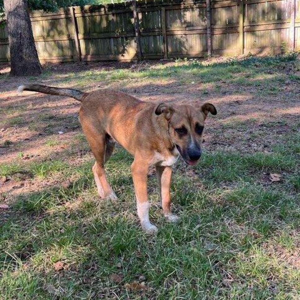 Benny, a Adoptable mixed breed in Fort Smith, AR image 2/6