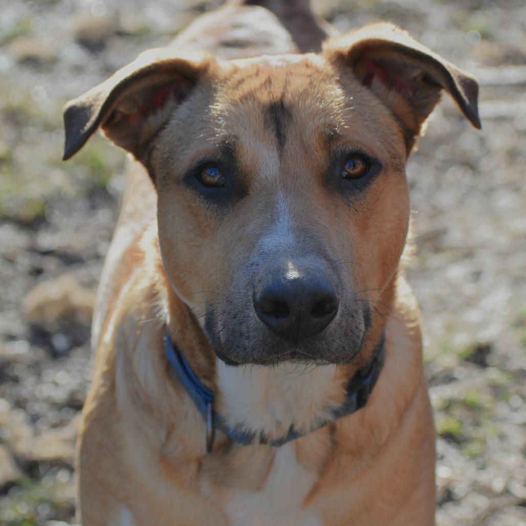 Benny, a Adoptable mixed breed in Fort Smith, AR image 3/6