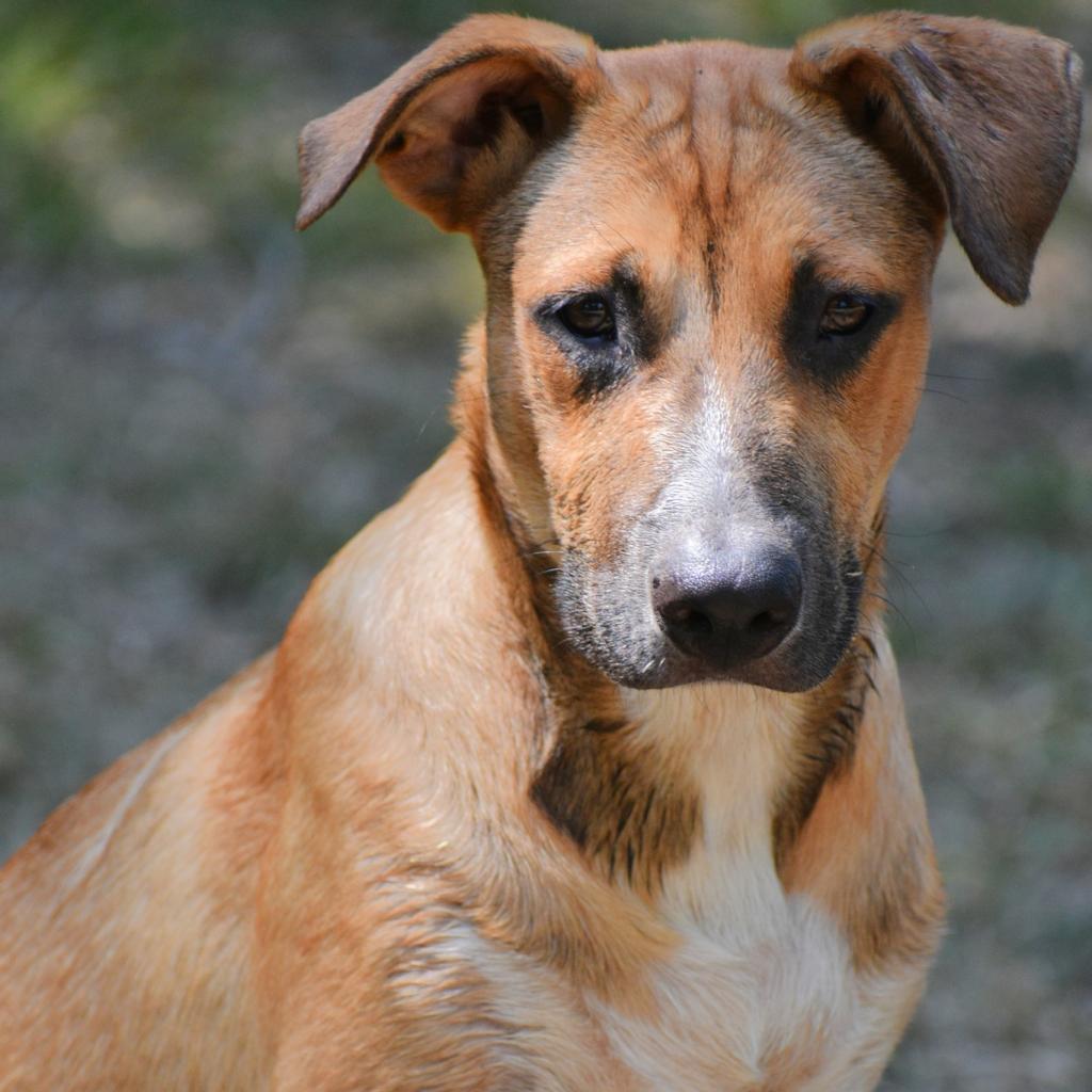 Benny, a Adoptable mixed breed in Fort Smith, AR image 4/6