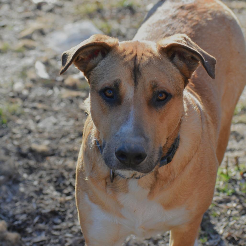 Benny, a Adoptable mixed breed in Fort Smith, AR image 5/6