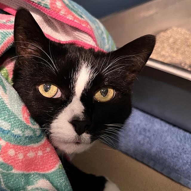 Enlarge BELLA, a Adoptable Domestic Short Hair in Methuen, MA image 1/1