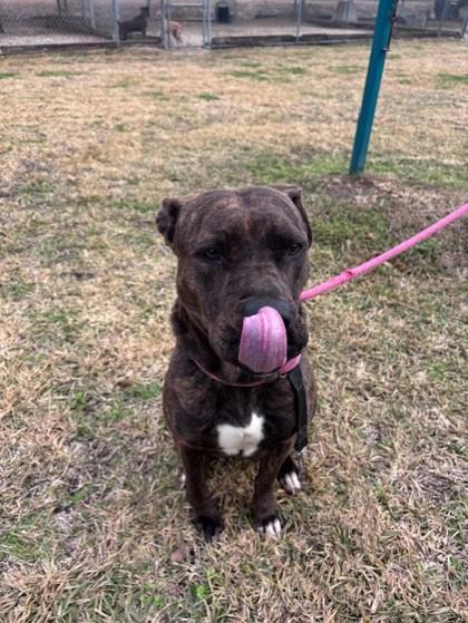 Enlarge Tootsie, a Adoptable mixed breed in Violet, LA image 1/1
