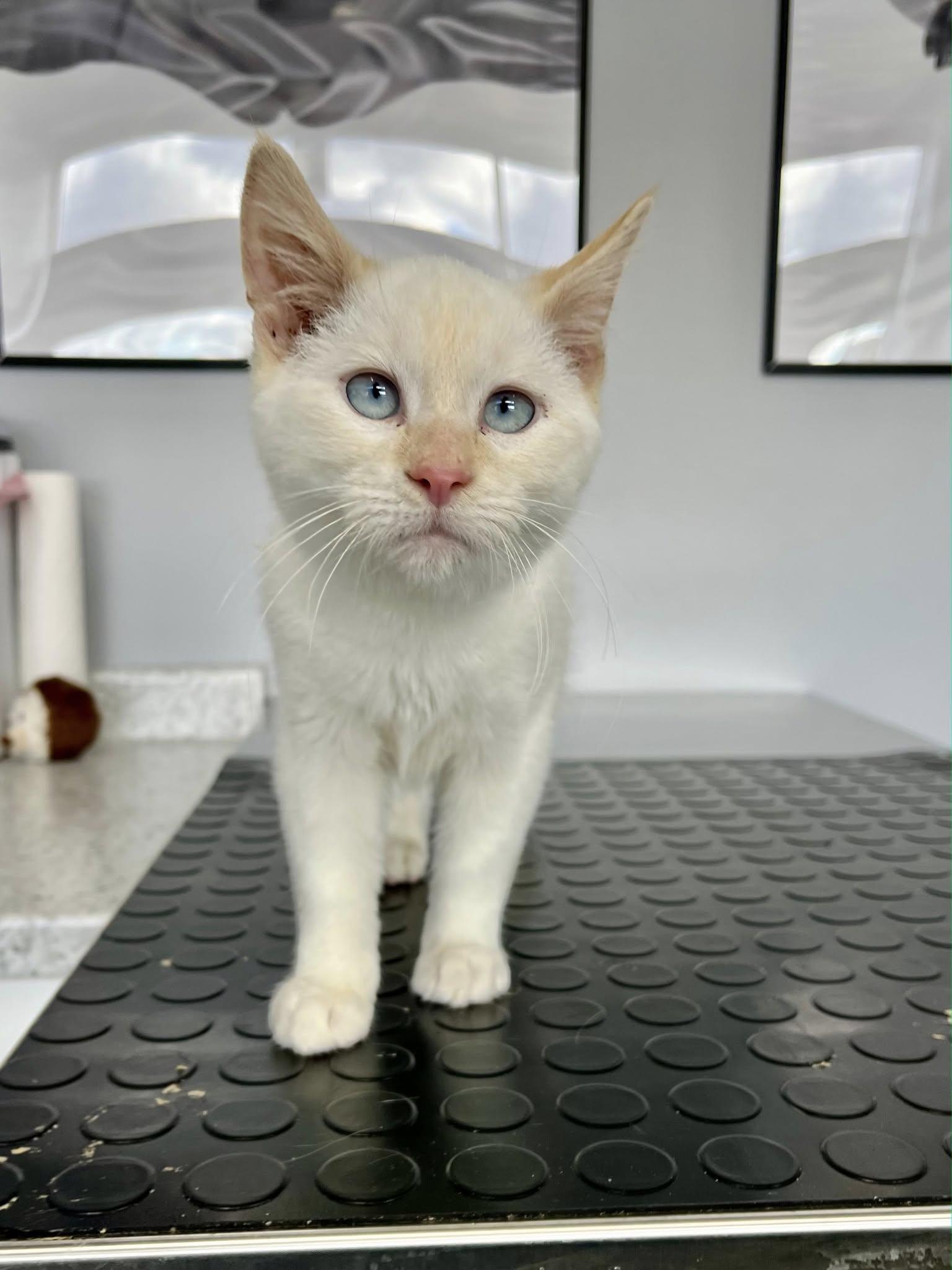 Enlarge Pig Pen, an adopted mixed breed in Blaine, MN image 1/1