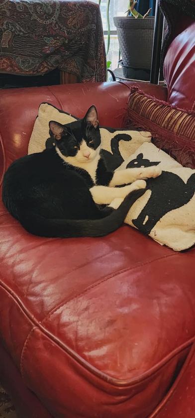 Rebel — thumbnail 4