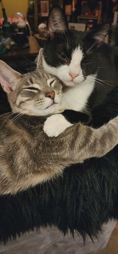 Rebel — thumbnail 6