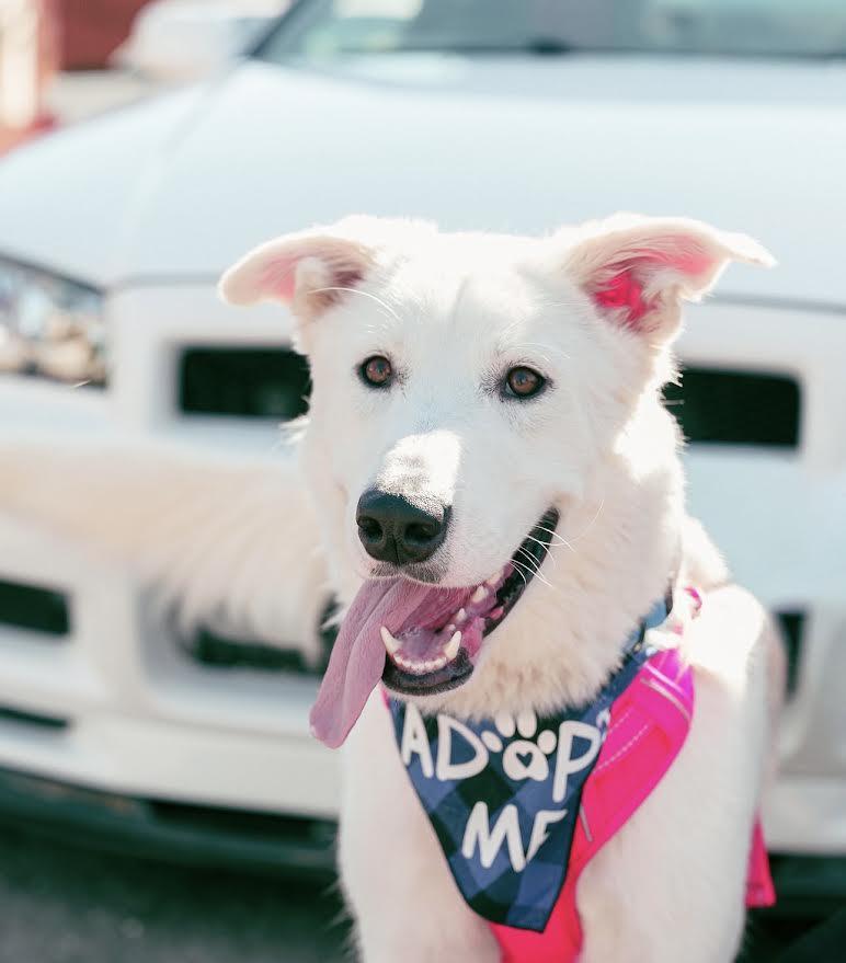 Enlarge Panda, a Adopted mixed breed in Chandler, AZ image 5/5