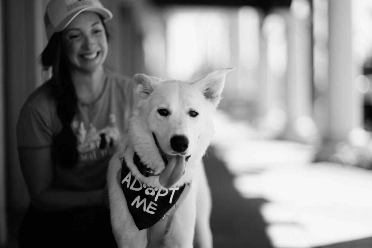 Enlarge Panda, a Adopted mixed breed in Chandler, AZ image 1/5