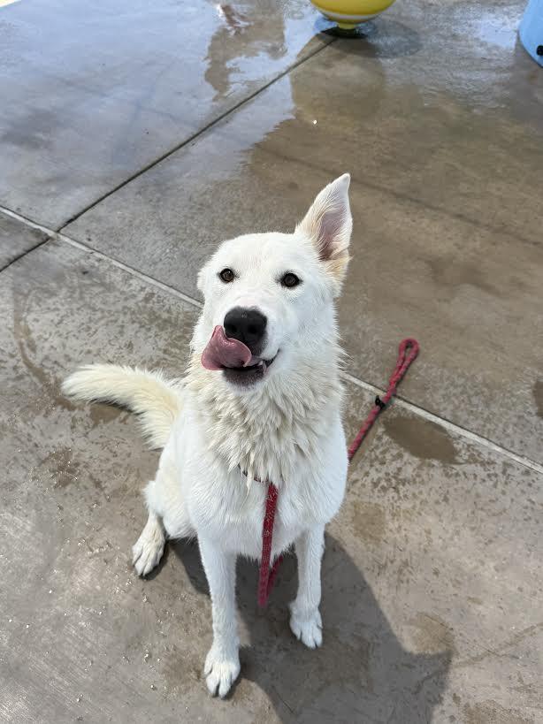 Enlarge Panda, a Adopted mixed breed in Chandler, AZ image 2/5
