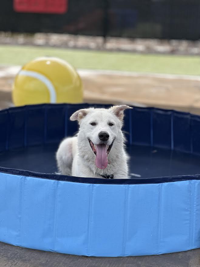 Enlarge Panda, a Adopted mixed breed in Chandler, AZ image 3/5