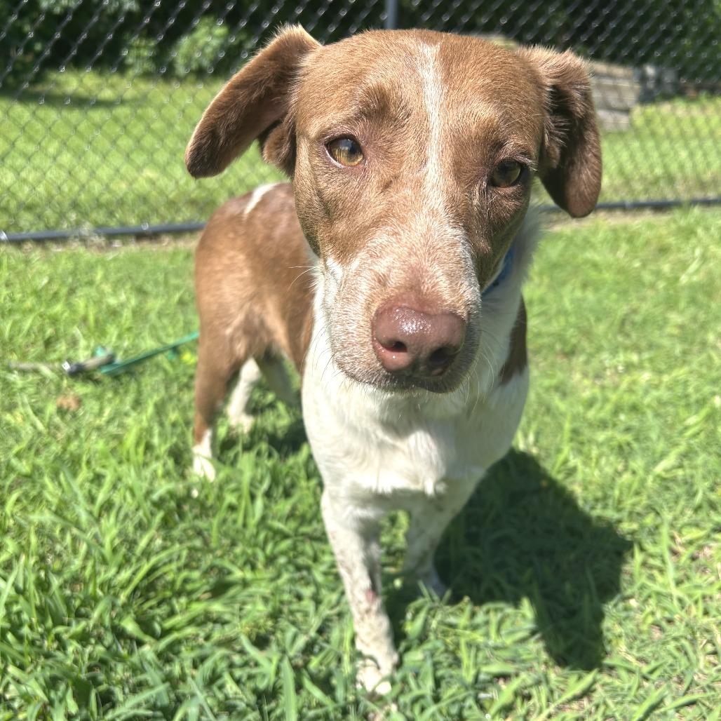 Enlarge Coconut, a Adoptable mixed breed in Cabot, AR image 1/5