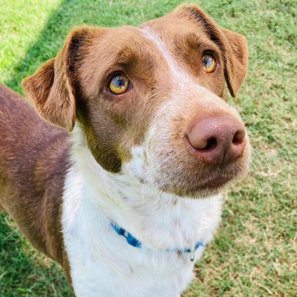 Enlarge Coconut, a Adoptable mixed breed in Cabot, AR image 2/5
