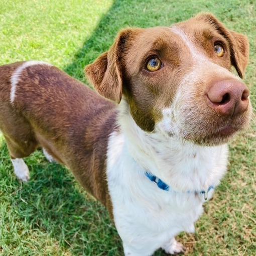 Enlarge Coconut, a Adoptable mixed breed in Cabot, AR image 3/5
