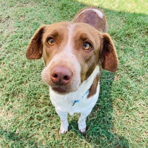 Enlarge Coconut, a Adoptable mixed breed in Cabot, AR image 4/5