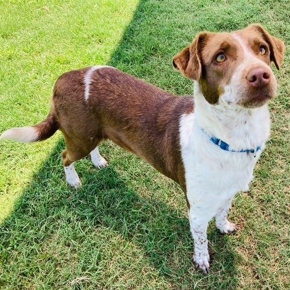 Enlarge Coconut, a Adoptable mixed breed in Cabot, AR image 5/5