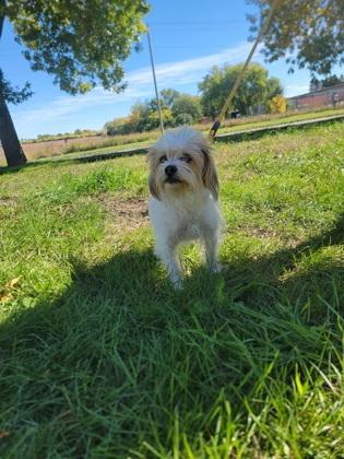 Cain, Adoptable, Senior Male Beagle & Shih Tzu.