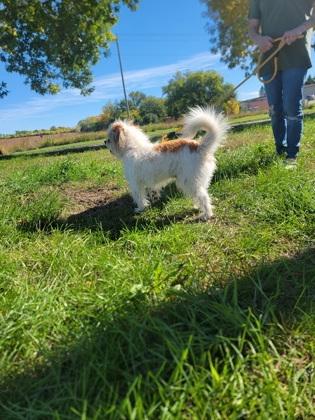 Enlarge Cain, a Adoptable mixed breed in Fergus Falls, MN image 2/3
