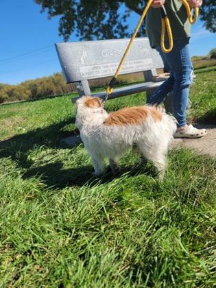 Enlarge Cain, a Adoptable mixed breed in Fergus Falls, MN image 3/3