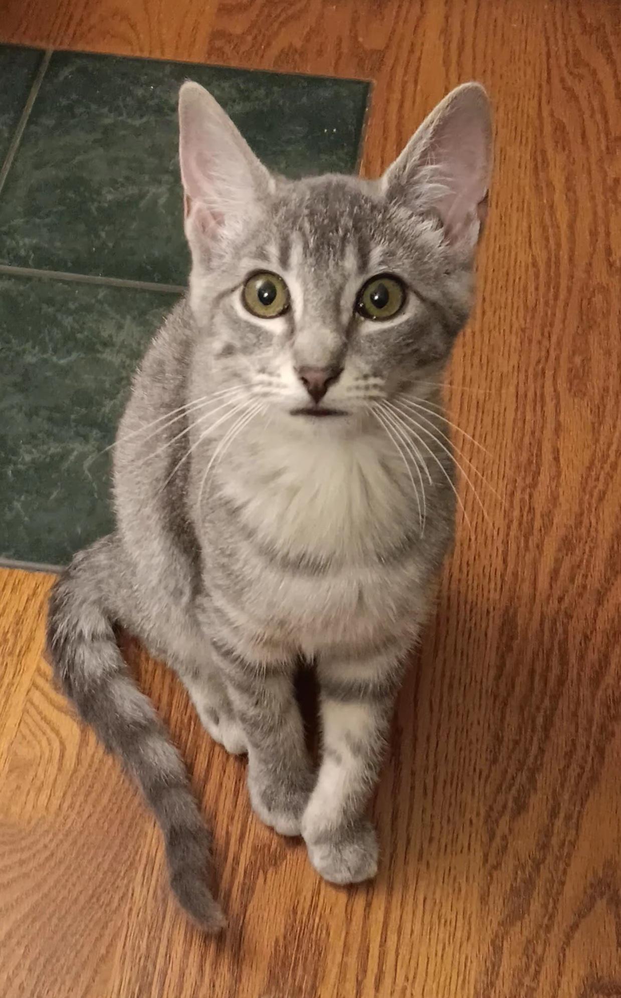 Jan Brady, an adoptable Domestic Short Hair in Kearney, NE, 68845 | Photo Image 2