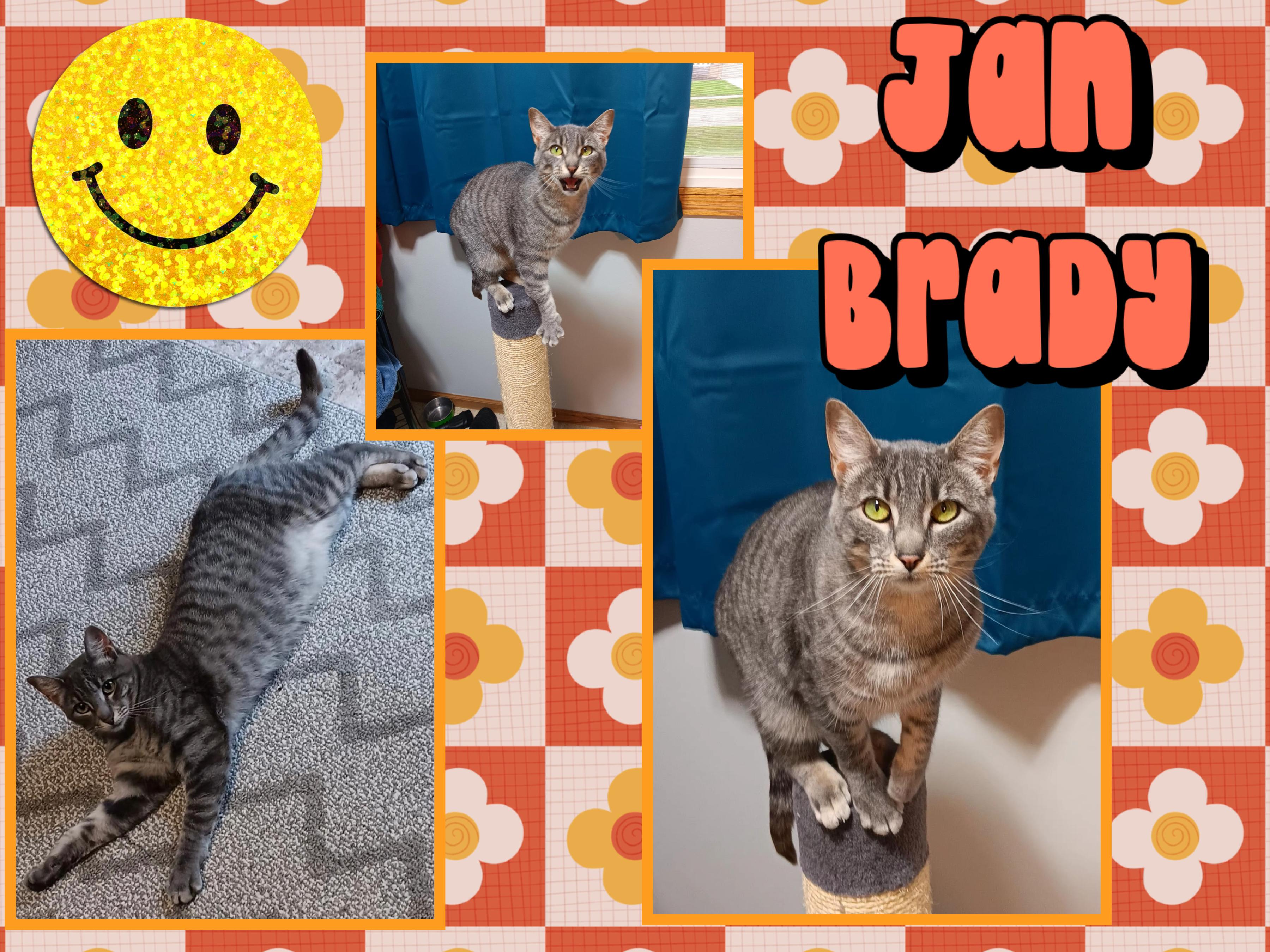 Jan Brady, an adoptable Domestic Short Hair in Kearney, NE, 68845 | Photo Image 1