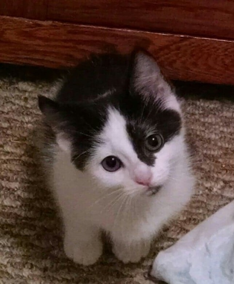 Mina, Adoptable, Adult Female Domestic Short Hair.