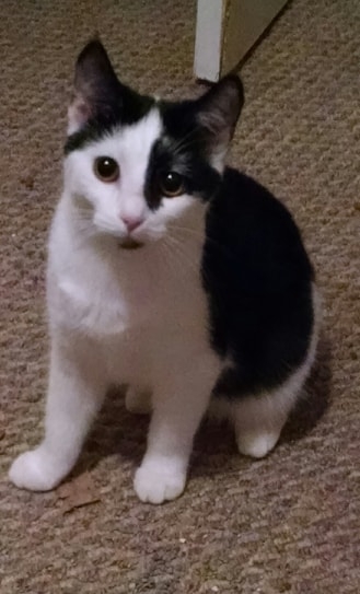 Mina, a Adoptable Domestic Short Hair in Somerset, KY image 2/2