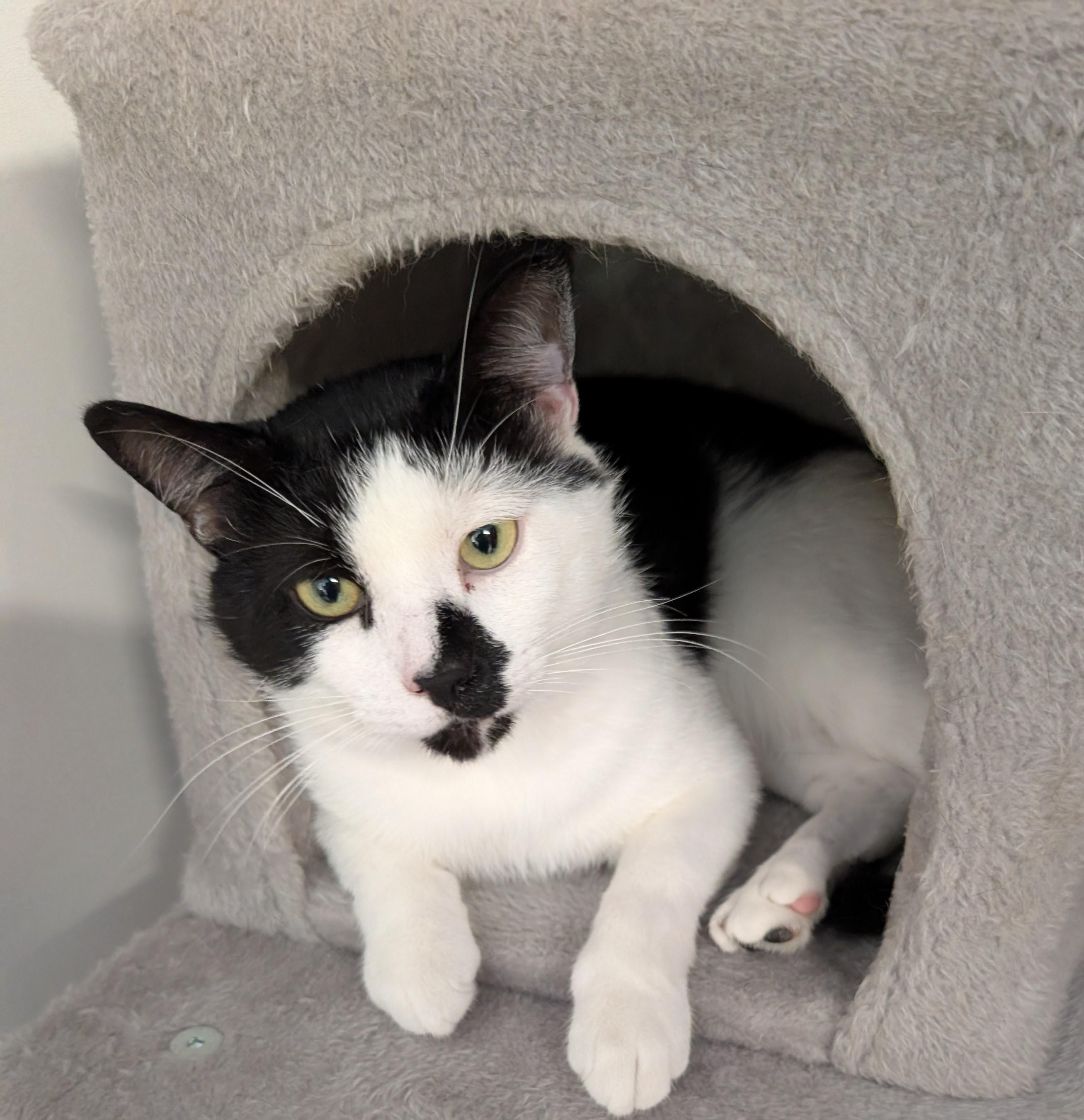 Rory (FIV Positive ), Adoptable, Young Male Domestic Short Hair.