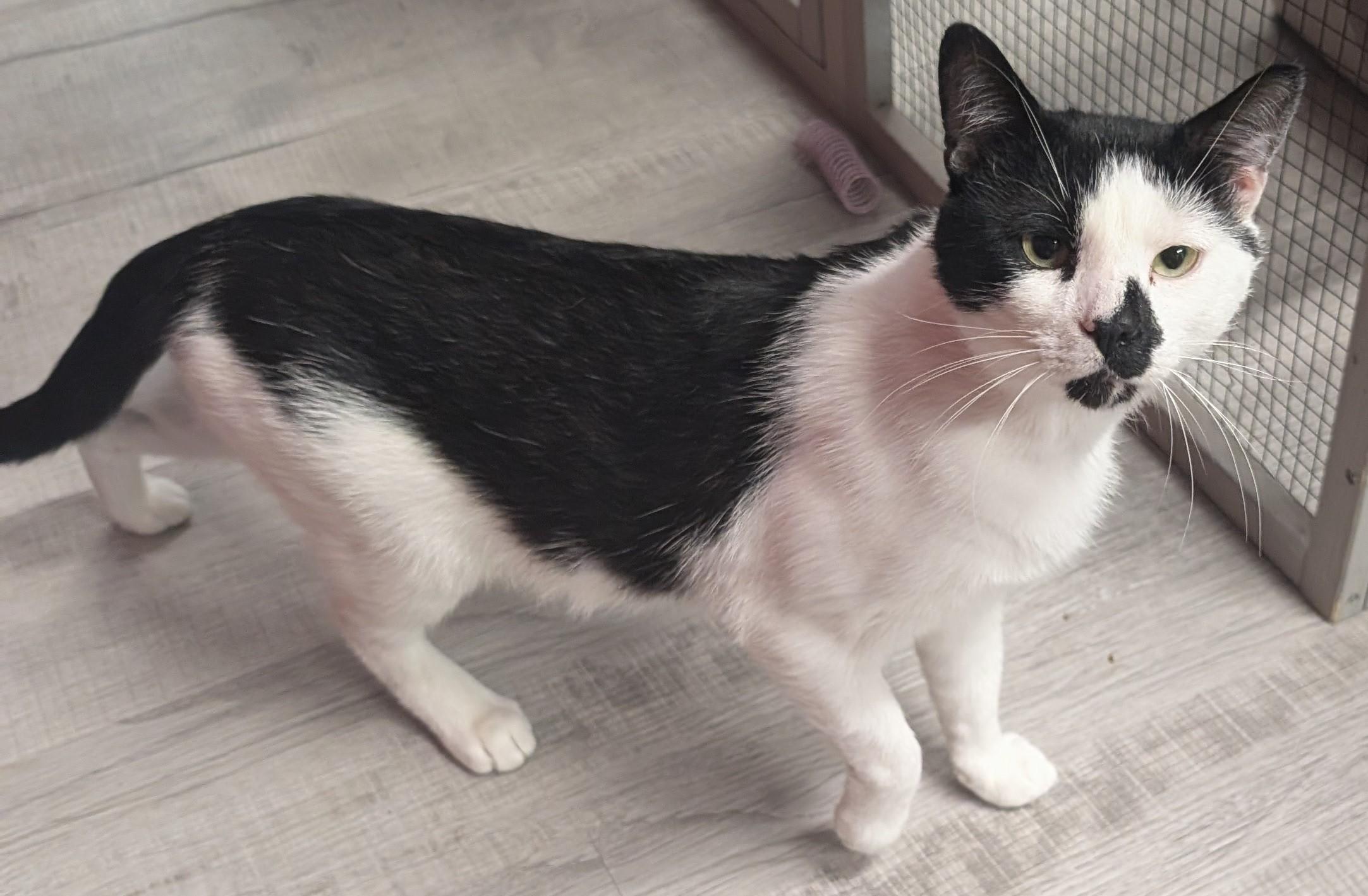 Enlarge Rory (FIV Positive ), a Adoptable Domestic Short Hair in Greeneville, TN image 2/4