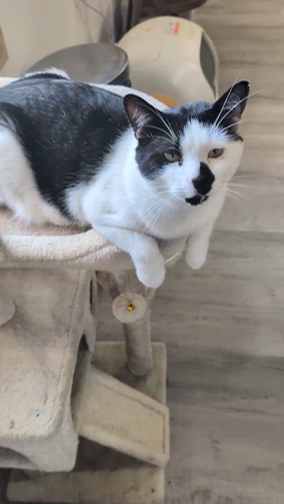 Enlarge Rory (FIV Positive ), a Adoptable Domestic Short Hair in Greeneville, TN video 4/4