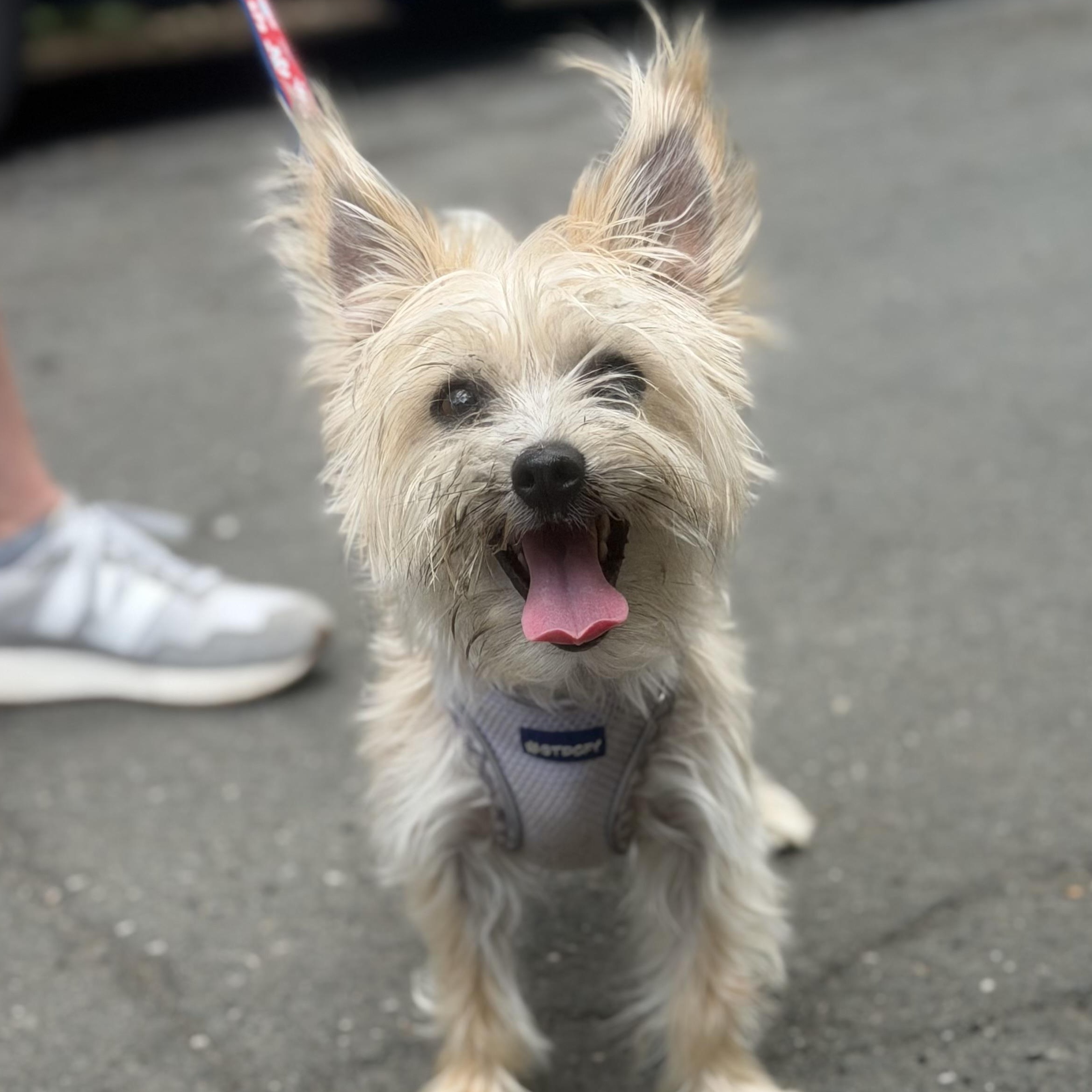 Fifi, an adopted mixed breed in Mahwah, NJ image 1/5