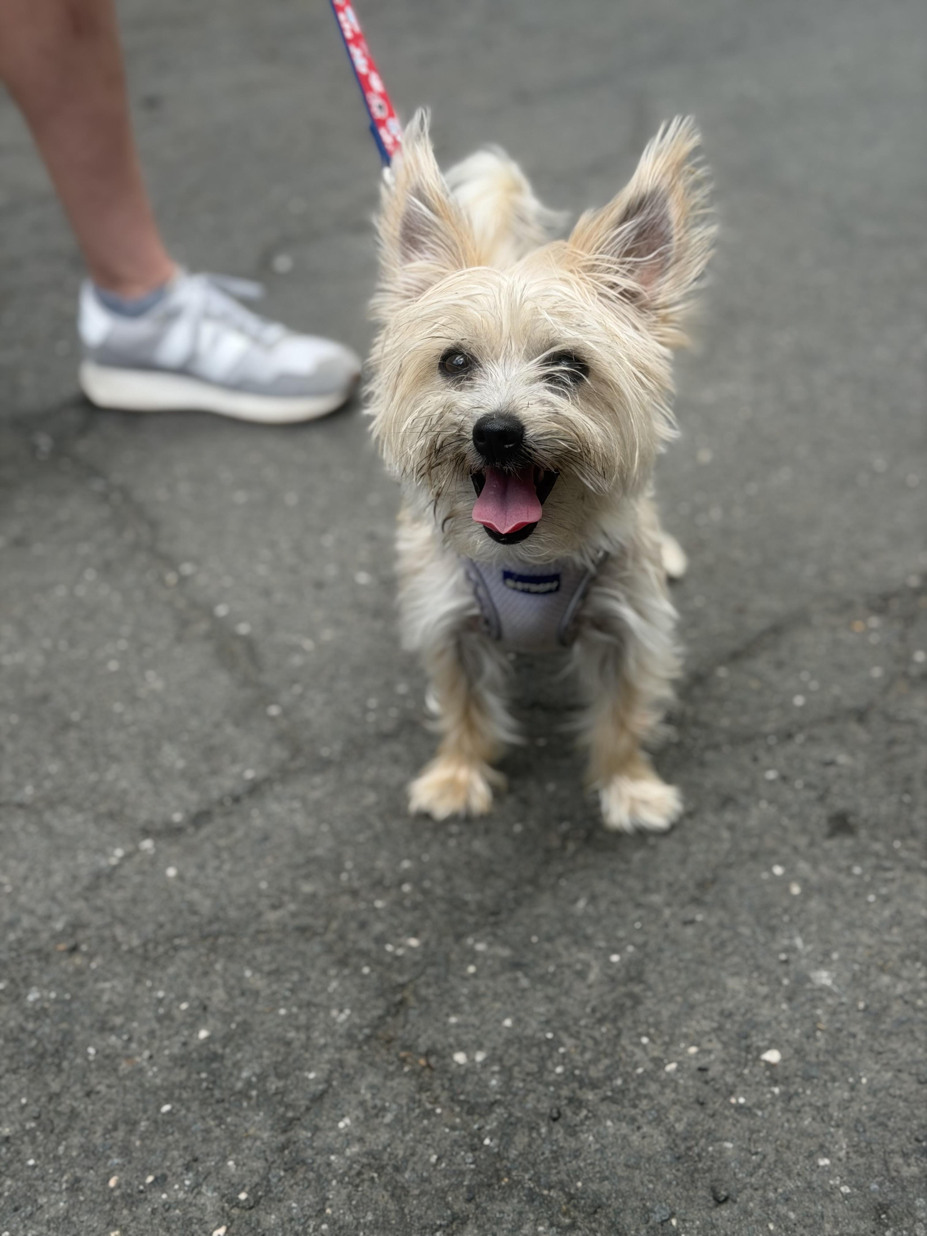 Fifi, an adopted mixed breed in Mahwah, NJ image 3/5