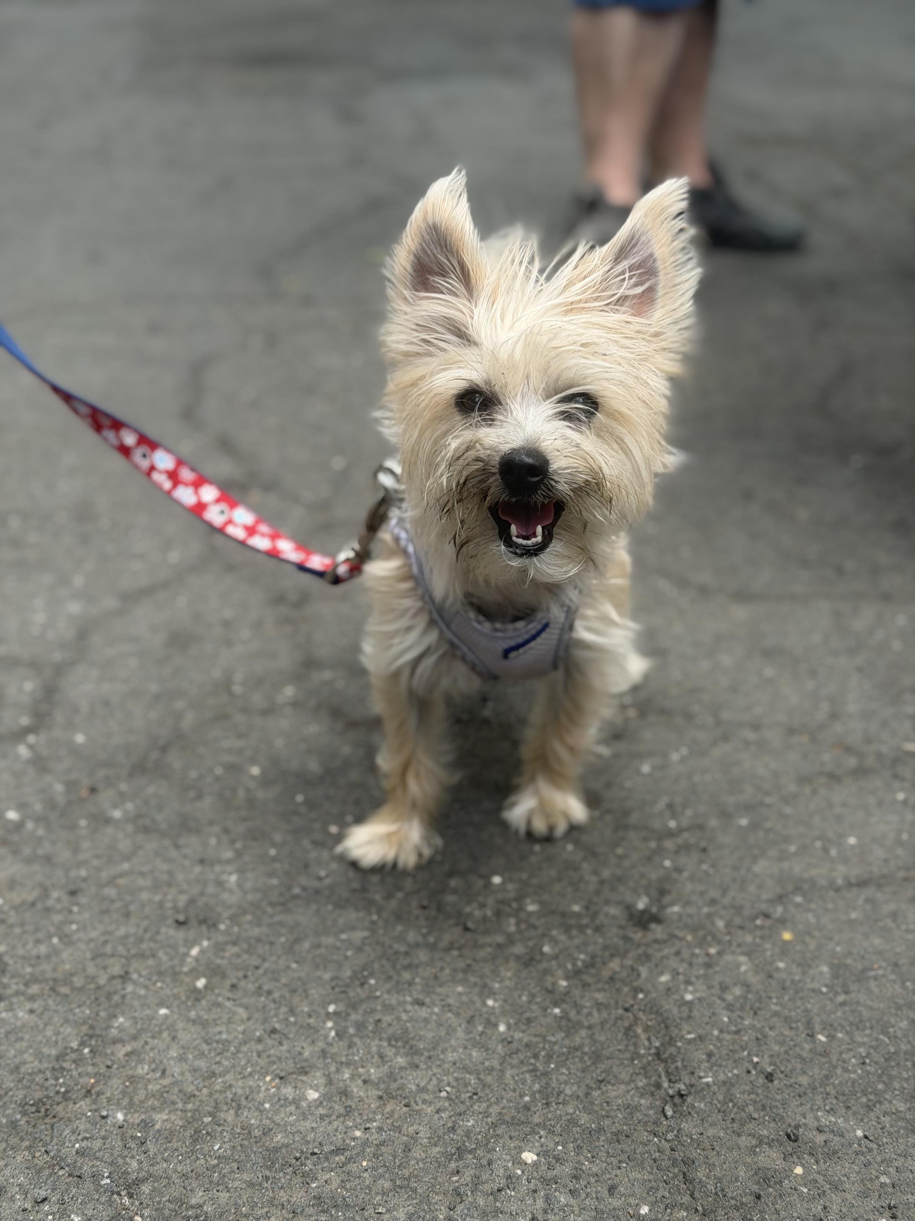 Fifi, an adopted mixed breed in Mahwah, NJ image 4/5