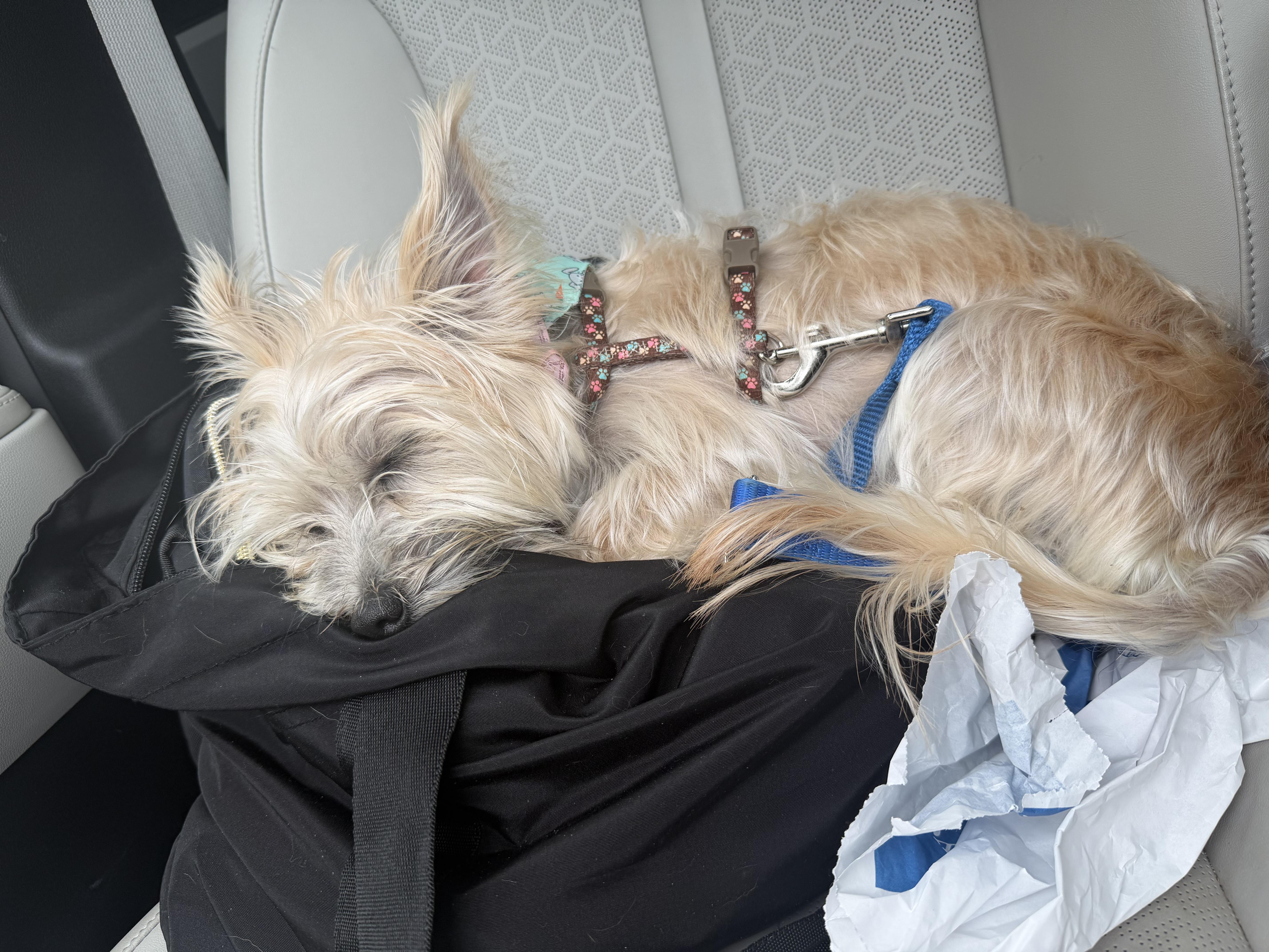 Fifi, an adopted mixed breed in Mahwah, NJ image 2/5