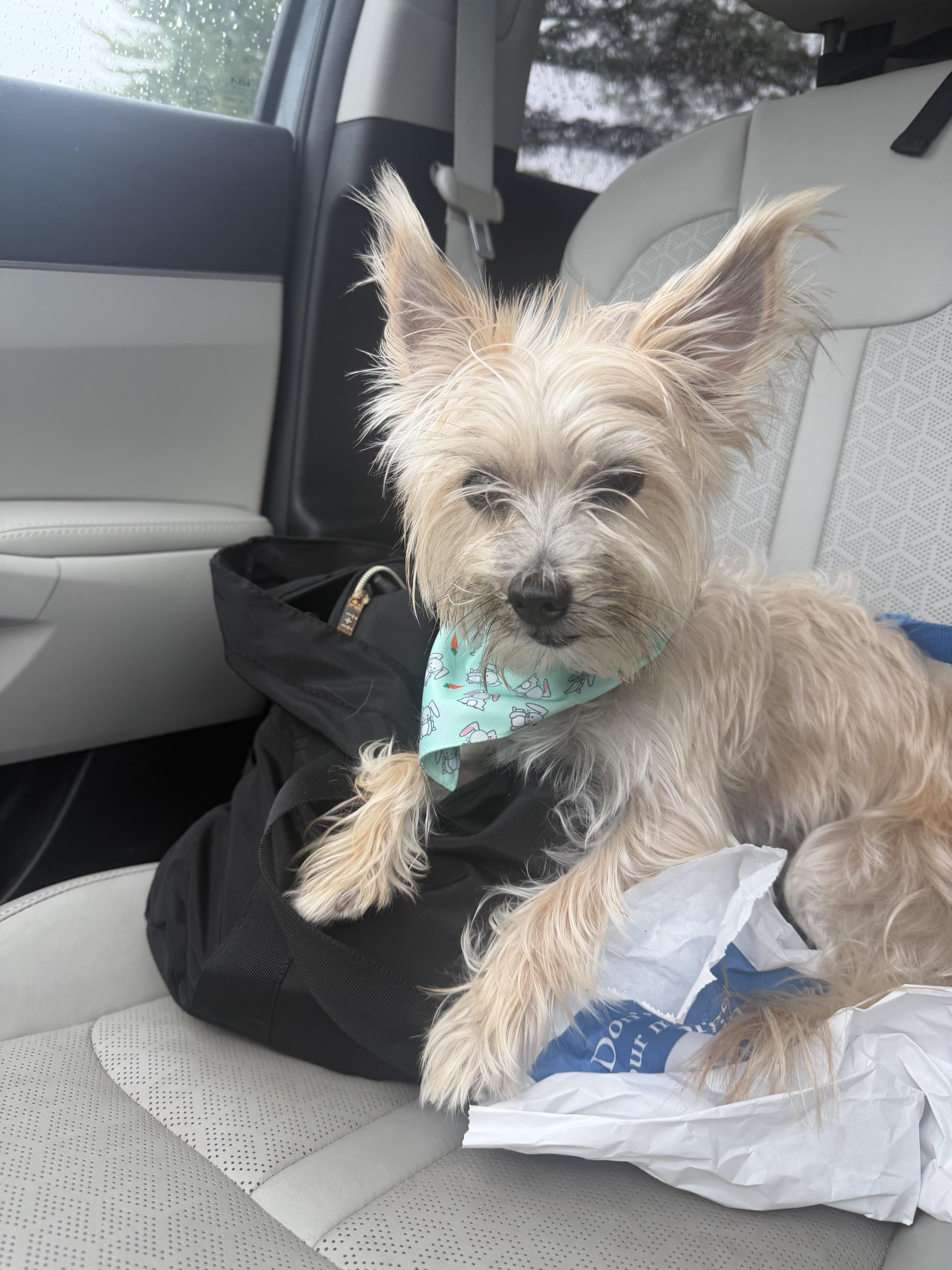 Fifi, an adopted mixed breed in Mahwah, NJ image 5/5